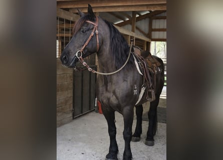 Draft Horse, Castrone, 14 Anni, 168 cm, Morello