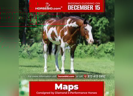 Draft Horse Mix, Castrone, 16 Anni, 163 cm, Pezzato