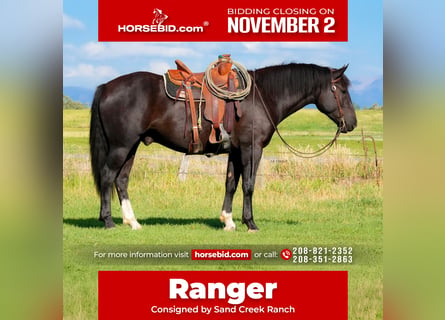 Draft Horse Mix, Castrone, 3 Anni, 163 cm, Morello