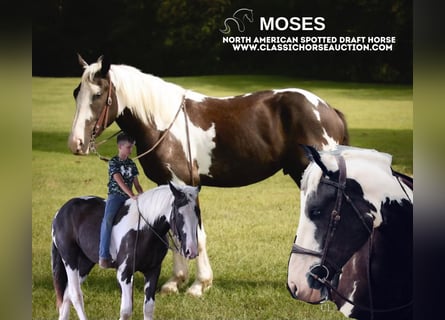 Draft Horse, Castrone, 3 Anni, 163 cm, Tobiano-tutti i colori