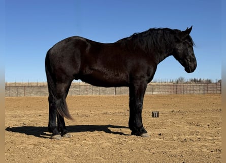Draft Horse, Castrone, 3 Anni, 178 cm, Morello