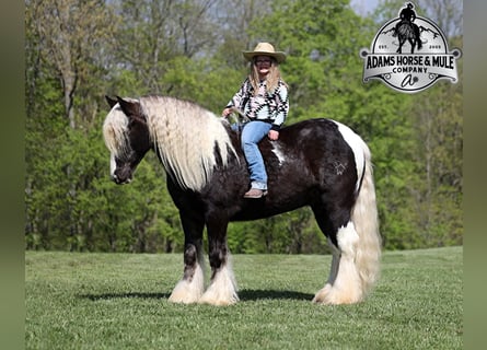 Draft Horse, Castrone, 4 Anni, 147 cm
