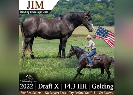 Draft Horse, Castrone, 4 Anni, 150 cm, Grigio