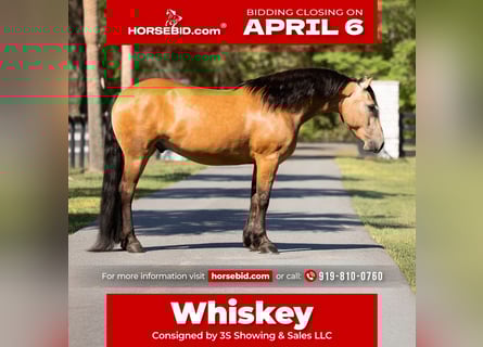 Draft Horse Mix, Castrone, 4 Anni, 150 cm, Pelle di daino