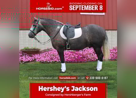 Draft Horse Mix, Castrone, 4 Anni, 152 cm, Grigio