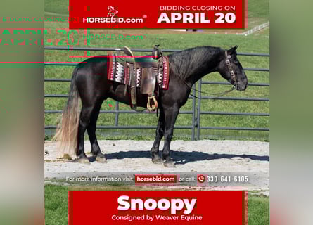 Draft Horse Mix, Castrone, 4 Anni, 152 cm, Grigio