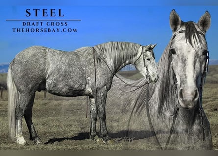Draft Horse, Castrone, 4 Anni, 152 cm