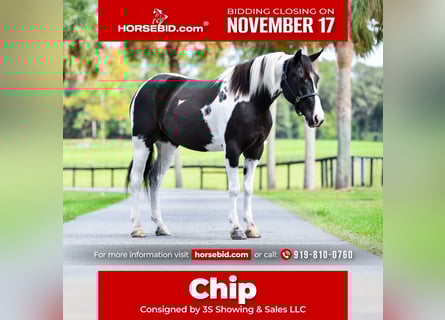 Draft Horse Mix, Castrone, 4 Anni, 152 cm, Pezzato