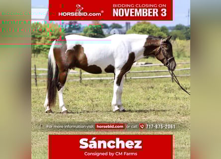 Draft Horse Mix, Castrone, 4 Anni, 155 cm, Pezzato