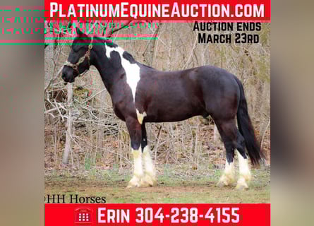 Draft Horse, Castrone, 4 Anni, 157 cm, Tobiano-tutti i colori