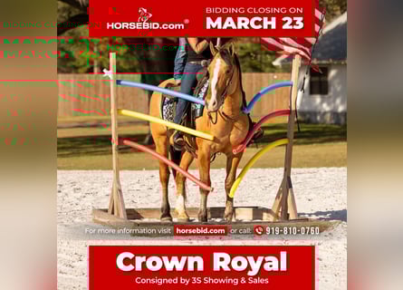 Draft Horse Mix, Castrone, 4 Anni, 160 cm, Falbo