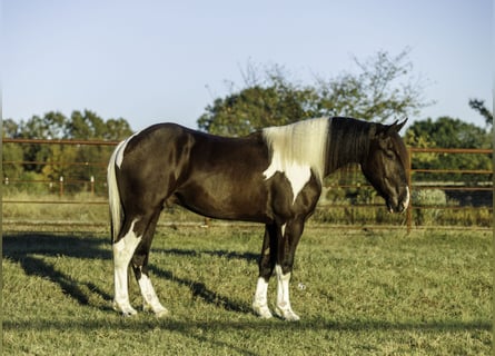 Draft Horse Mix, Castrone, 4 Anni, 163 cm, Pezzato