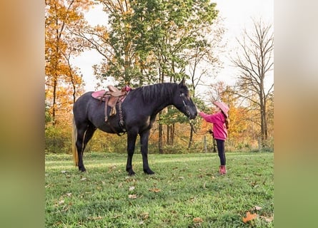 Draft Horse Mix, Castrone, 4 Anni, 168 cm, Grigio