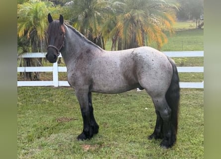 Draft Horse, Castrone, 4 Anni, 170 cm, Roano blu