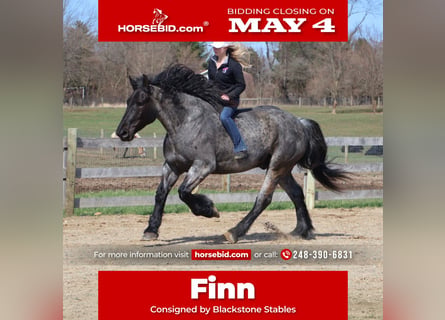 Draft Horse Mix, Castrone, 4 Anni, Roano blu