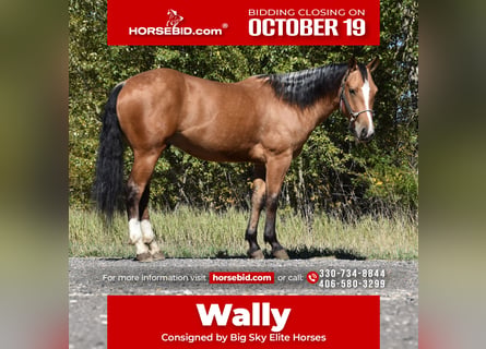 Draft Horse Mix, Castrone, 5 Anni, 142 cm, Pelle di daino