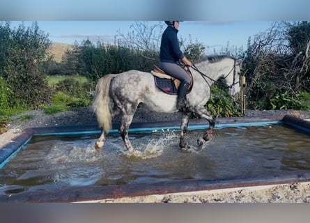 Draft Horse, Castrone, 5 Anni, 156 cm, Grigio pezzato
