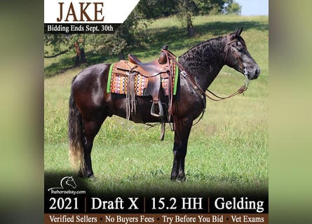 Draft Horse Mix, Castrone, 5 Anni, 157 cm, Grigio ferro