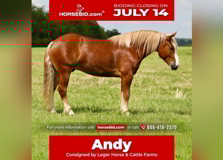 Draft Horse Mix, Castrone, 5 Anni, 157 cm