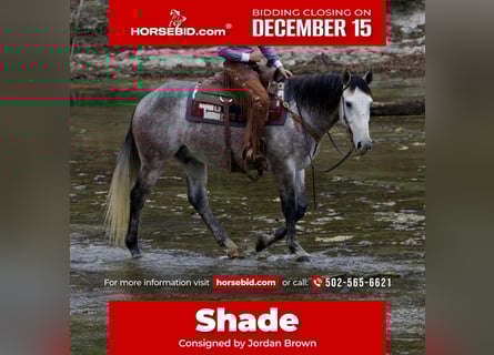 Draft Horse Mix, Castrone, 5 Anni, 160 cm, Grigio