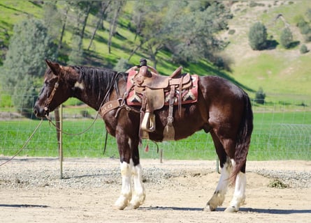 Draft Horse, Castrone, 5 Anni, 163 cm, Morello