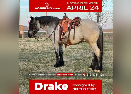 Draft Horse Mix, Castrone, 5 Anni, 163 cm, Roano blu