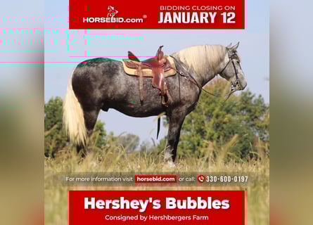 Draft Horse Mix, Castrone, 5 Anni, 165 cm, Grigio