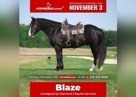 Draft Horse Mix, Castrone, 5 Anni, 168 cm, Morello