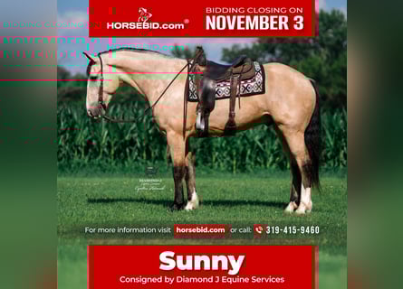 Draft Horse Mix, Castrone, 5 Anni, 168 cm, Pelle di daino