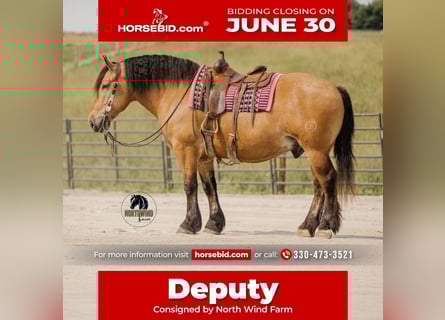 Draft Horse Mix, Castrone, 5 Anni, 170 cm, Pelle di daino