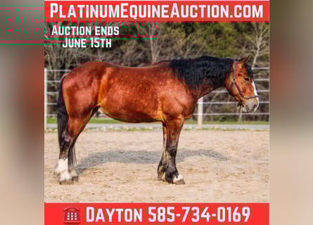 Draft Horse, Castrone, 5 Anni, Baio ciliegia