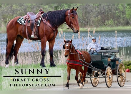Draft Horse, Castrone, 5 Anni, Baio ciliegia