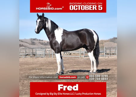 Draft Horse Mix, Castrone, 5 Anni, Pezzato