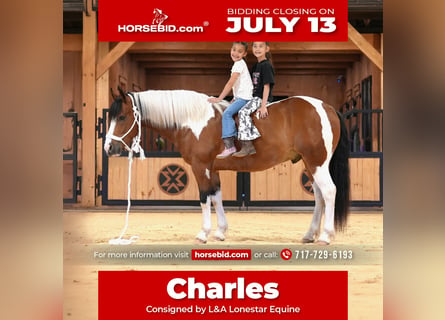 Draft Horse Mix, Castrone, 5 Anni, Pezzato