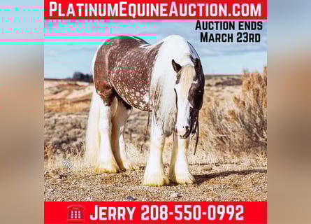 Draft Horse, Castrone, 6 Anni, 152 cm, Baio ciliegia