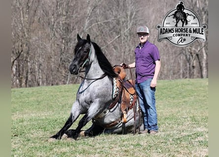 Draft Horse, Castrone, 6 Anni, 157 cm, Roano blu