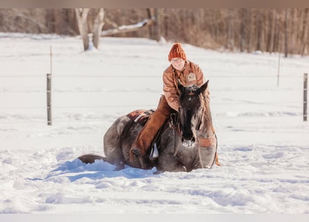 Draft Horse Mix, Castrone, 6 Anni, 163 cm, Roano blu