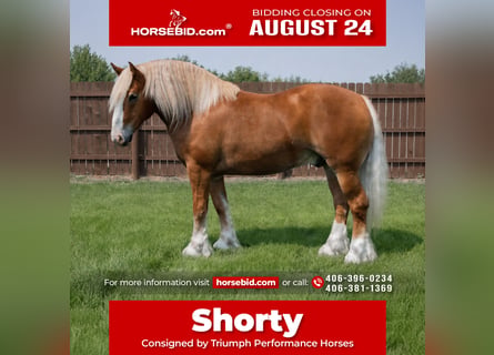 Draft Horse Mix, Castrone, 6 Anni, 163 cm, Sauro scuro