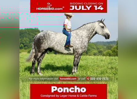 Draft Horse Mix, Castrone, 6 Anni, 165 cm, Grigio pezzato