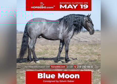Draft Horse, Castrone, 6 Anni, 165 cm, Roano blu