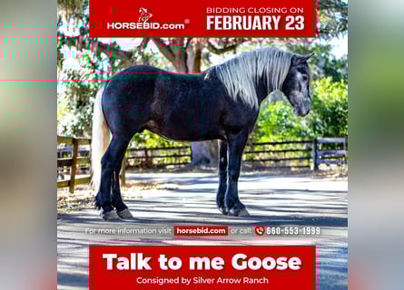 Draft Horse Mix, Castrone, 6 Anni, 168 cm, Grigio