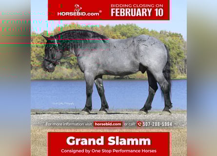 Draft Horse Mix, Castrone, 6 Anni, 168 cm, Roano blu