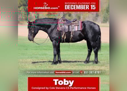 Draft Horse Mix, Castrone, 6 Anni, 173 cm, Morello