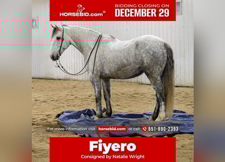 Draft Horse Mix, Castrone, 6 Anni, 175 cm, Grigio