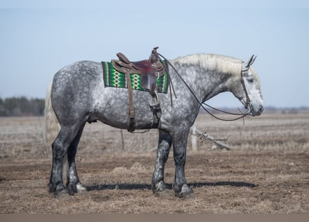 Draft Horse, Castrone, 6 Anni, Grigio