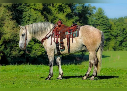 Draft Horse Mix, Castrone, 6 Anni, Grigio