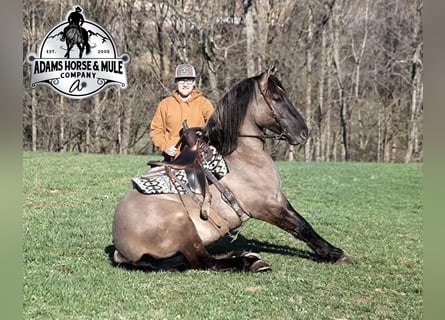 Draft Horse, Castrone, 6 Anni, Grullo