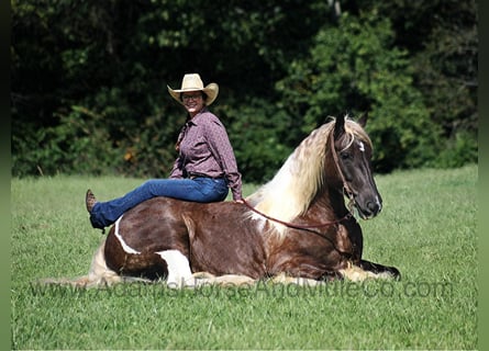 Draft Horse, Castrone, 6 Anni