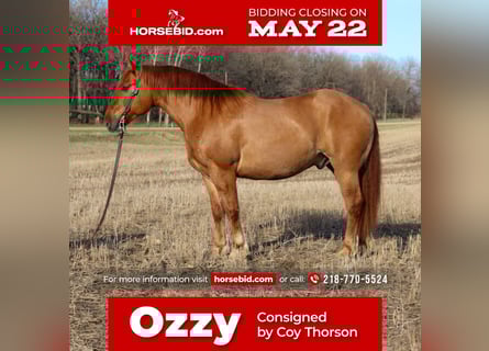 Draft Horse Mix, Castrone, 6 Anni, Red dun
