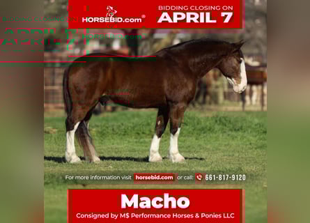 Draft Horse Mix, Castrone, 7 Anni, 160 cm, Baio ciliegia